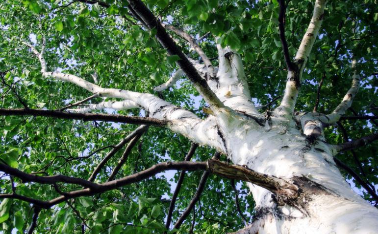 Betula platyphylla tree seed JAPANESE WHITE BIRCH